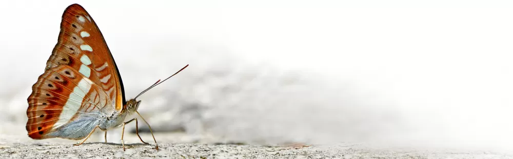 image of a butterfly (Sumalia daraxa)