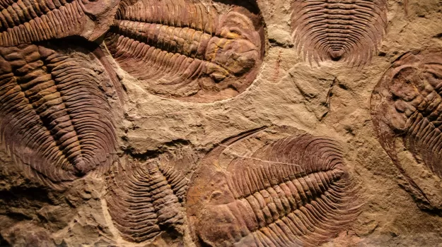 Explore the World of Paleobiology