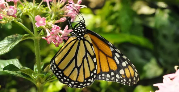 Monarch butterfly sitting on a pink flower.