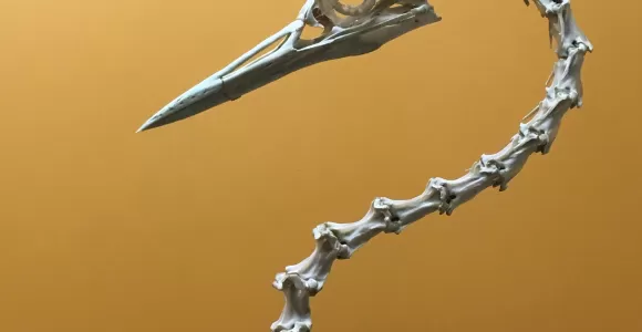 a bird skeleton