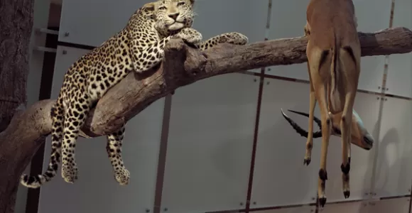 cheetah on branch with other animal