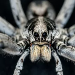 Wolf spider