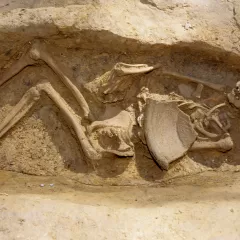 Looking down at a beige skeleton of a boy that is partially excavated in a pit in the ground.