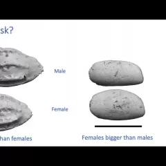 Presentation slide titled, Extinction Risk?, with two sets of oval-shaped fossils. Paleontologists Gene Hunt and host Laura Soul appear in small boxes next to the slide.