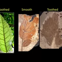 Rich Barclay and Laura Soul talk during a Zoom video webinar, while four images are on the screen -- two green leaves and two brown fossil leaves, some with smooth edges and some with toothed edges