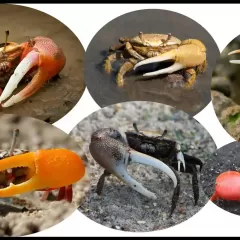 Screenshot of science educator Andreina Rios and images of crabs