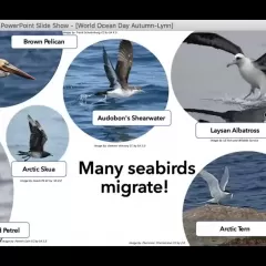 Powerpoint slide with text, Many seabirds migrate! Plus images of a brown pelican, Audubon's shearwater, Laysan albatross, Arctic tern, Arctic skua, and a black-capped petrel.