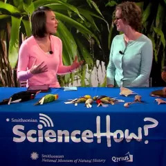 Maggy Benson and Dr. Helen James sit at a table with specimens of birds that are now extinct.