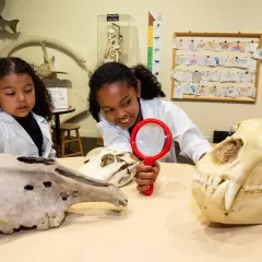 Two young girls in white lab coats use a hand lens to examine models of fossils at a table in Q?rius jr. – a discovery room.