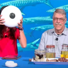 Maggy Benson and Dr. Mike Vecchione sit at a table with various specimens.