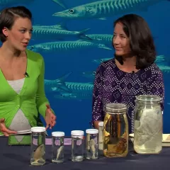 Maggy Benson and Dr. Carole Baldwin sit at a table with several jars containing specimens.