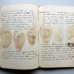 Old, lined notebook open to script-style notes and prints of brownish fruit-like shapes outlined in pen