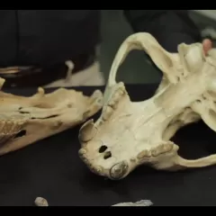 Image of teeth in carnivores (sharp points to tear) and herbivores (bumpy flat surfaces to grind)