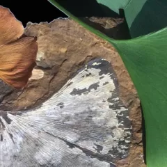 Two fan-shaped ginkgo leaves resting on a fossilized ginkgo leaf.