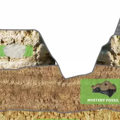 Illustration of a crossection of a hillside showing horizontal geological layers, some of which have fossils in them.