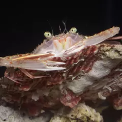 Swimming crab perched on a mollusk shell