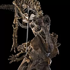 A fossilized T. rex biting a triceratops