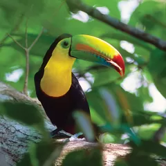 Black and Yellow Tucan in tree