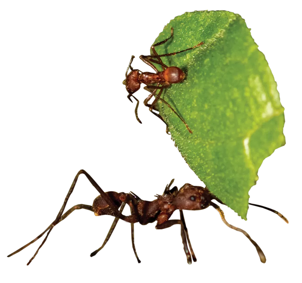 Two brown Ants and one green leaf