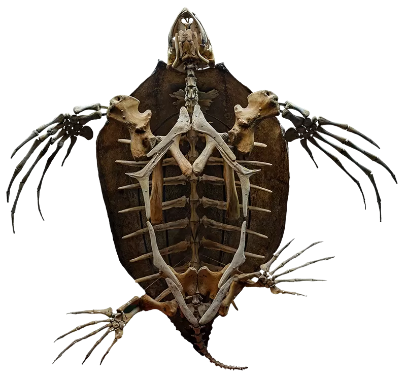 turtle skeleton