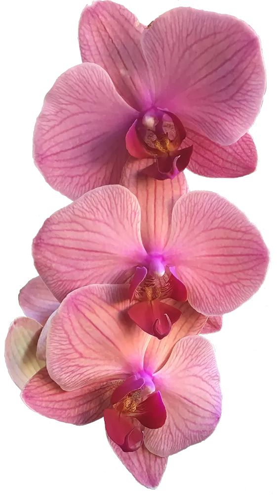 a group of three pink orchids