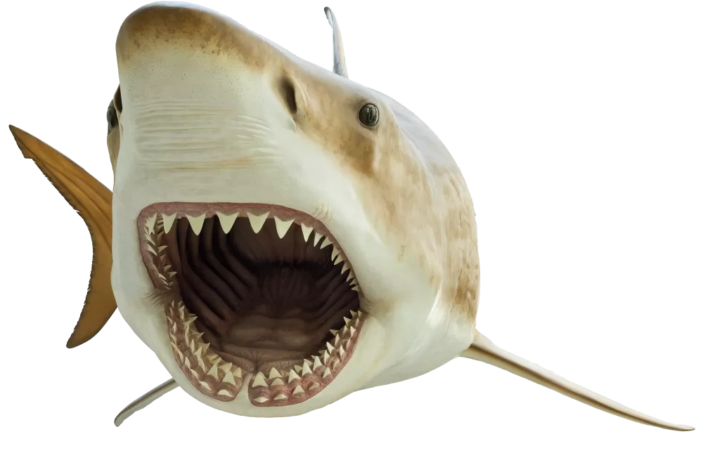 a cutout of a megalodon shark