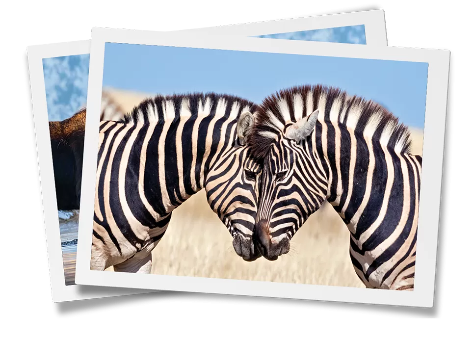 A photo of two zebras in a frame