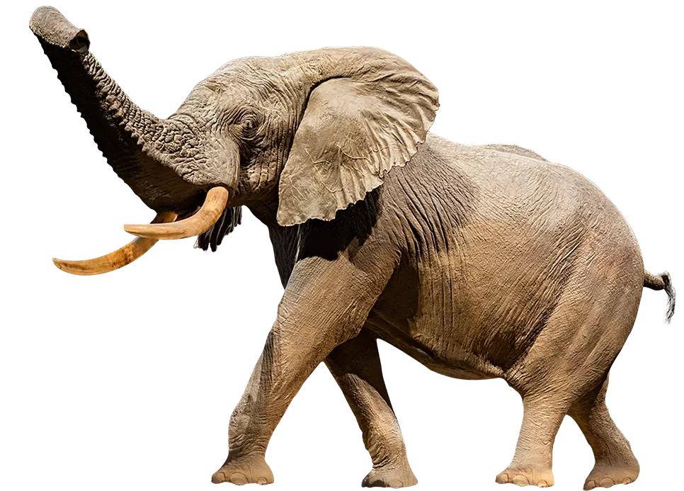 A cutout image of Henry the taxidermy elephant. 