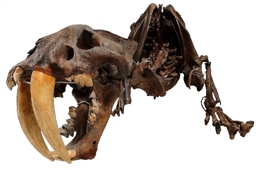 a skeleton of a smilodon