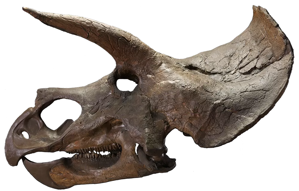 a triceratops skull