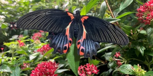 Play Date at NMNH: Investigating Insects