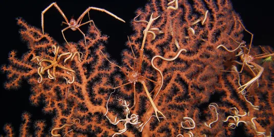 Play Date at NMNH: Dive into the Deep Sea