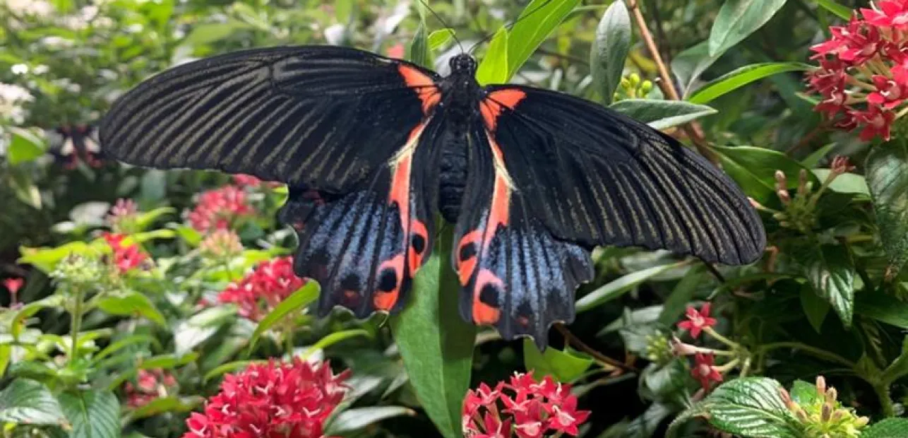 Play Date at NMNH: Investigating Insects