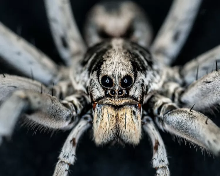 Wolf spider