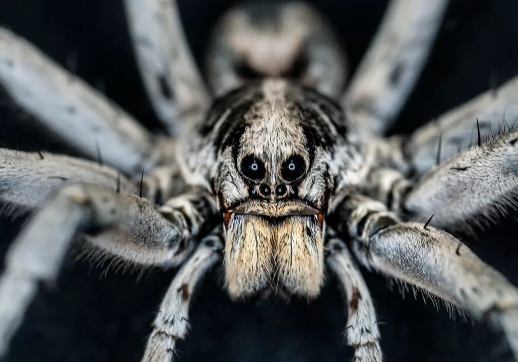 Wolf spider