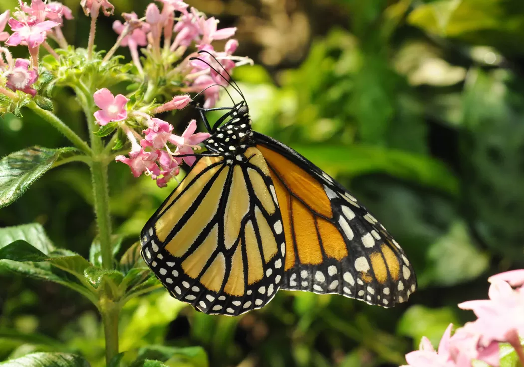 Monarch butterfly sitting on a pink flower.