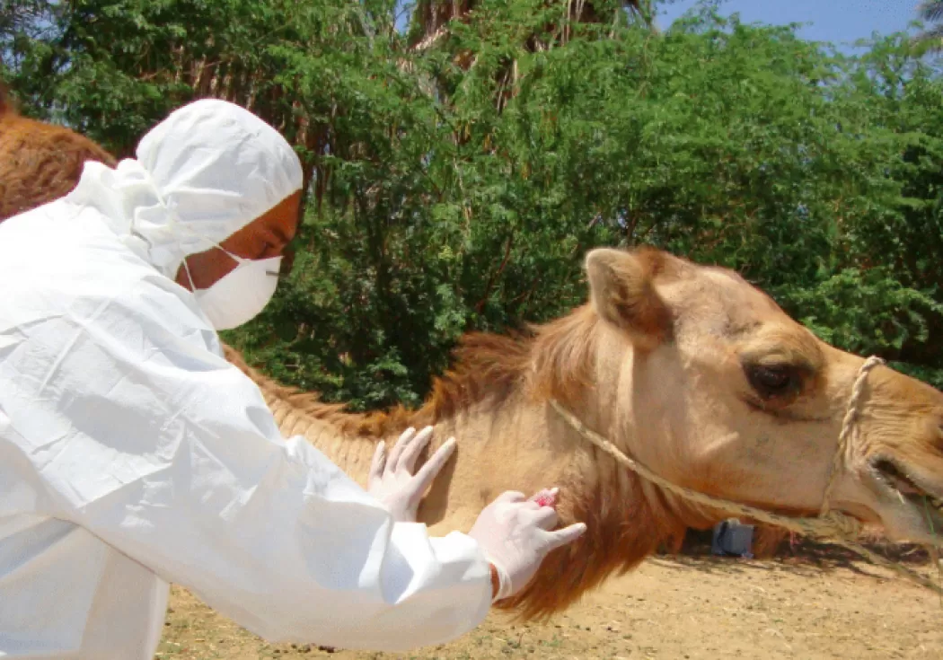 work in protective wear swabbing a camel