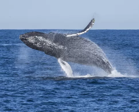 Humpback whale