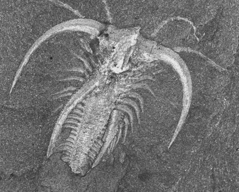 image of fossil lace crab