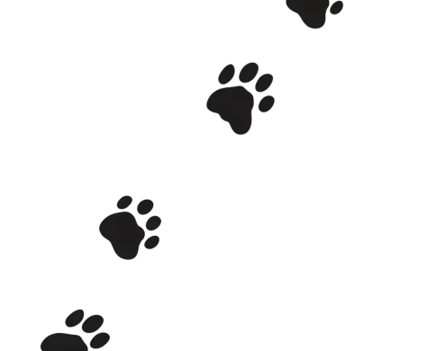 4 black paw prints