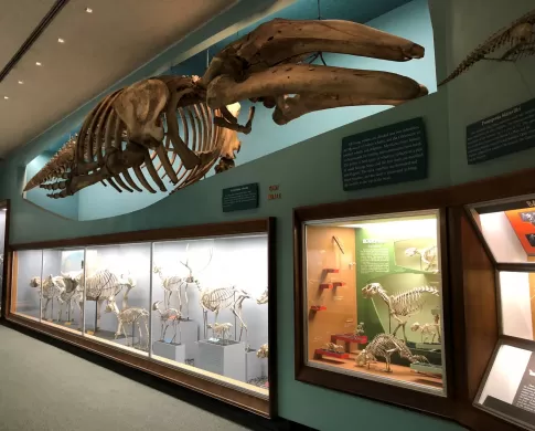 gray whale bone high on wall above other cases of bones 