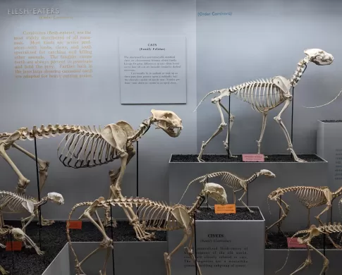 A collection of dog and cat skeletons.