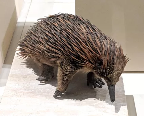 An echidna specimen in the Mammal Hall