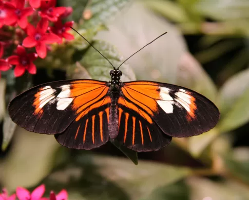 Heliconius melpomene, a black, orange, and white butterfly sitting on a green leaf