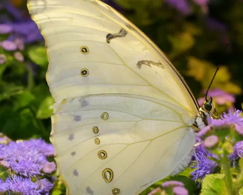 Morpho polyphemus, a pale yellow butterfly with yellow and black eye spots on its wings