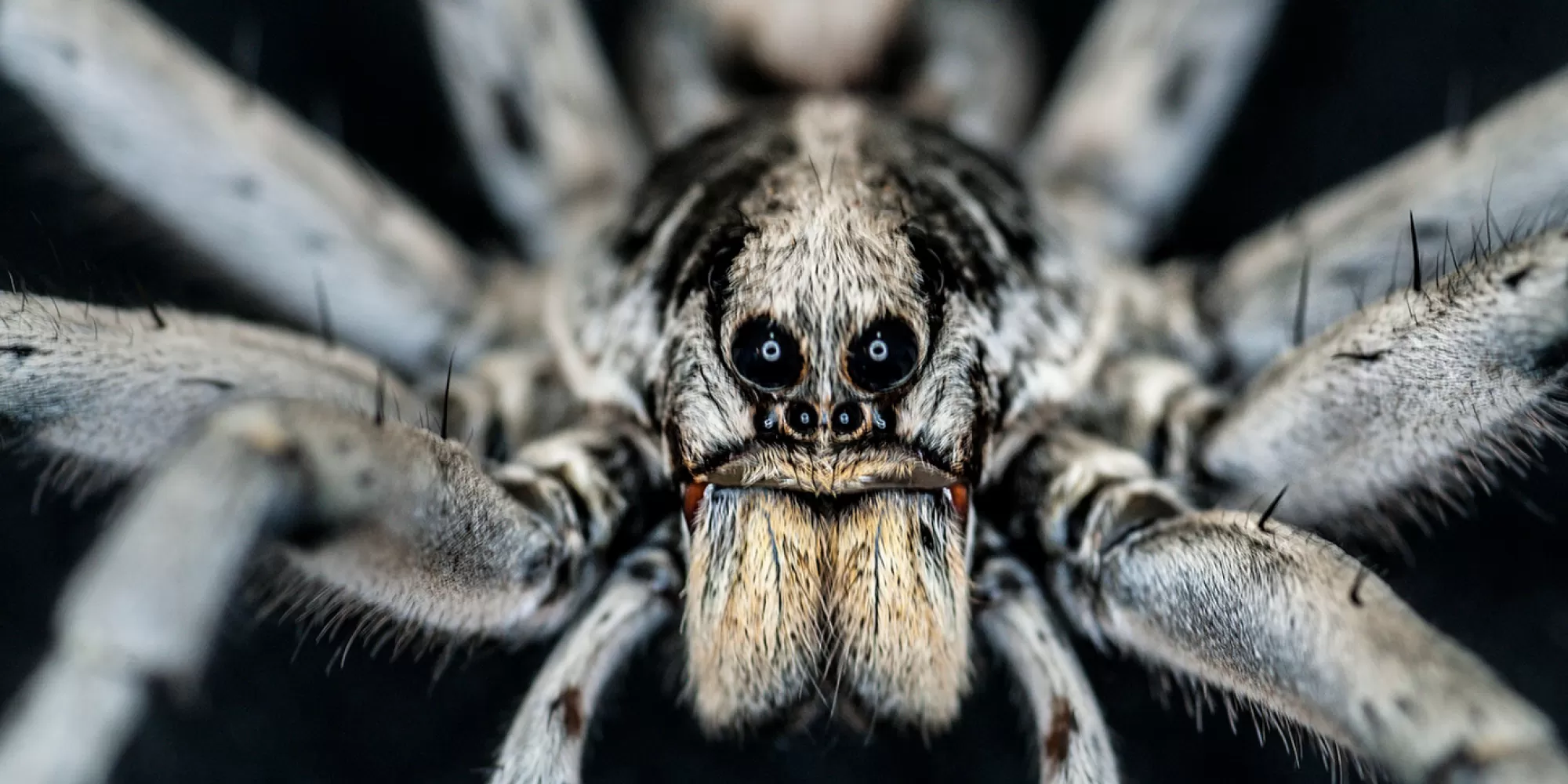 Wolf spider