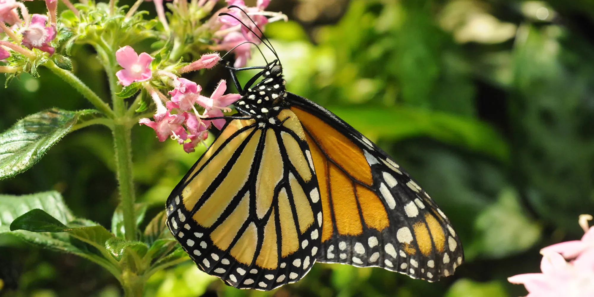 Monarch butterfly sitting on a pink flower.