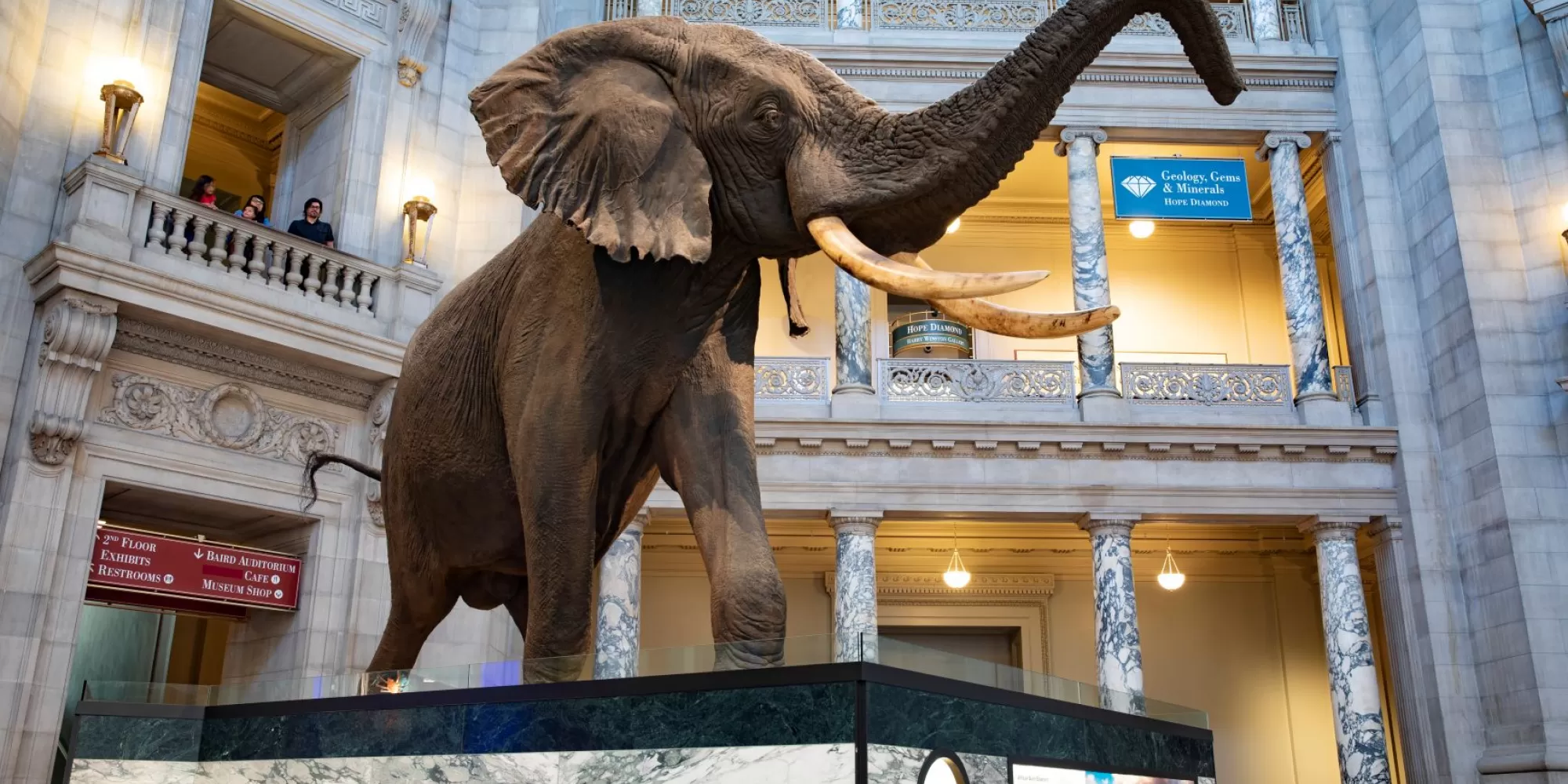 Henry the elephant on a podium in the rotunda