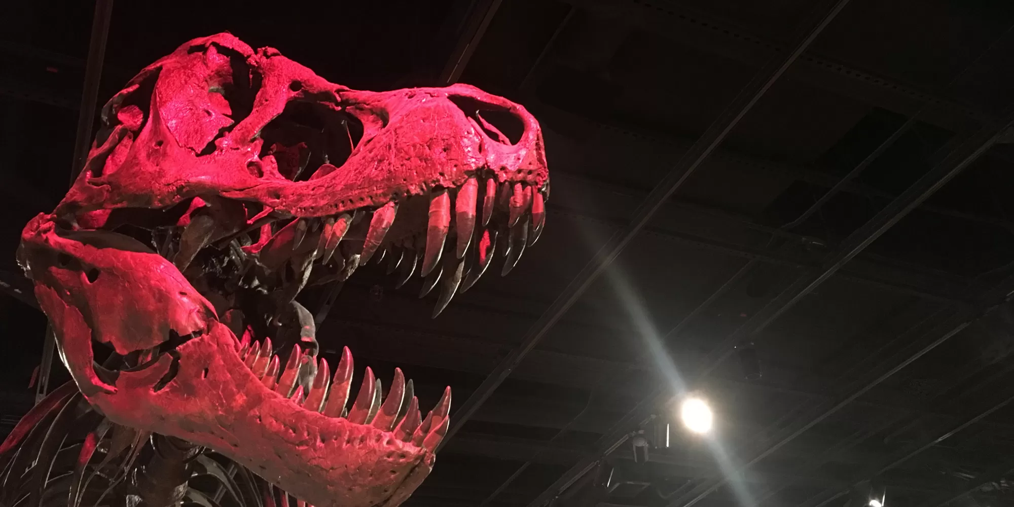 A T. rex skull in red light