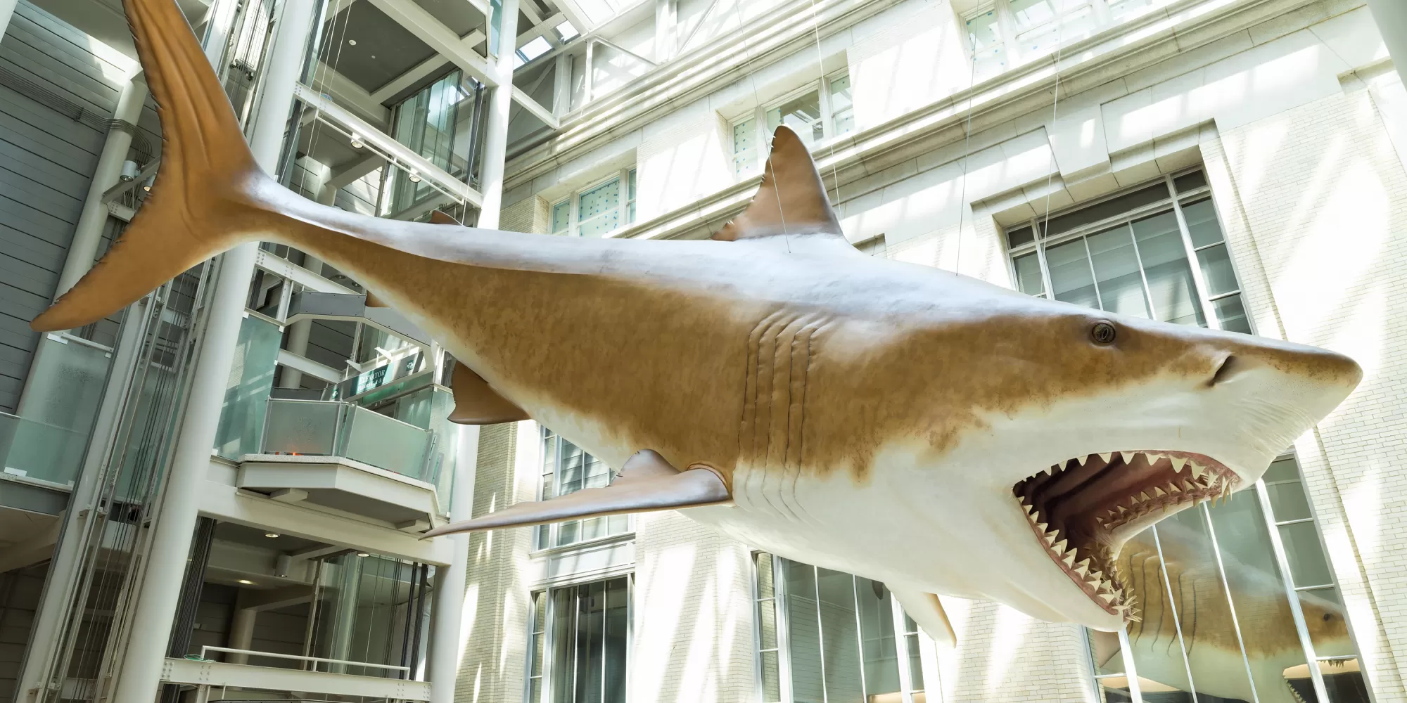 a full length of the megalodon model